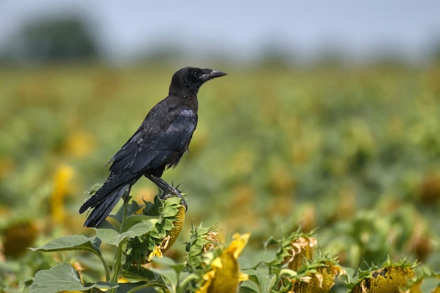 Turm Corvus Frugilegus sitzt auf Sonnenblumen