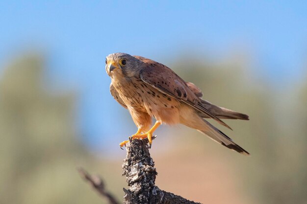 Turmfalke Europäischer Turmfalke Eurasischer Turmfalke oder Turmfalke der Alten Welt Falco tinnunculus Malaga