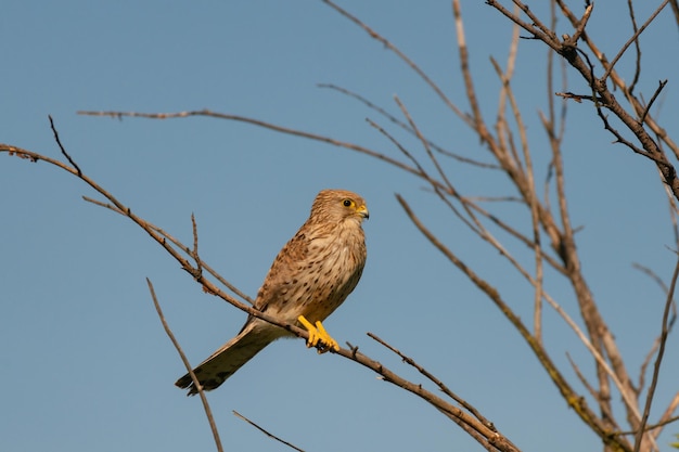 Turmfalke Falco Tinnunculus in freier Wildbahn.