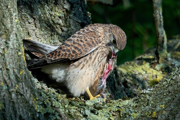 Turmfalke Falco tinnunculus juvenile