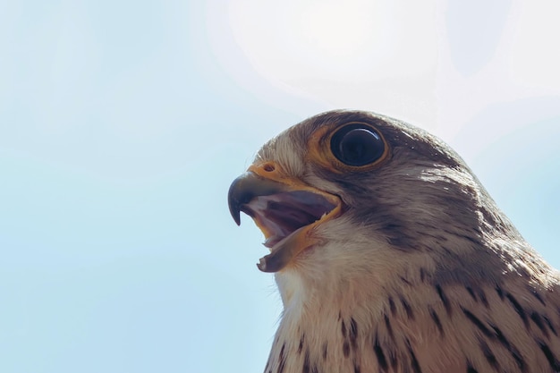 Turmfalke Portrait Schnabel weit offen (Falco Tinnunculus) Europäischer Turmfalke.