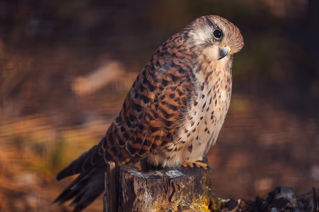 Turmfalke sitzt auf Baumstumpf im russischen Zoo