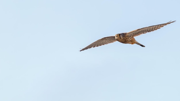 Turmfalken (Falco tinnunculus). Turmfalke im Flug