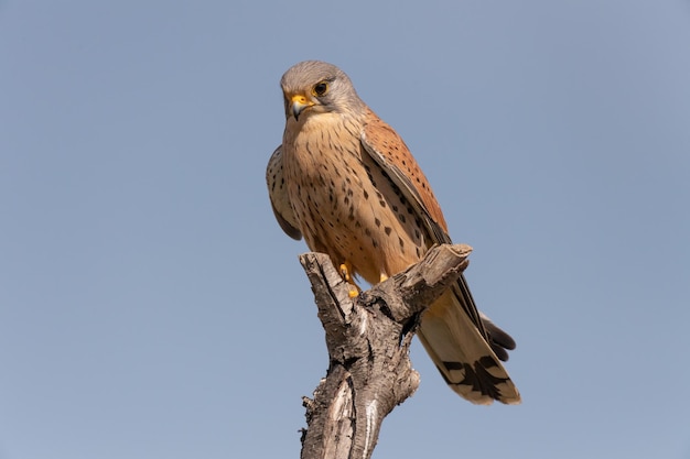 Turmfalkenmännchen Falco tinnunculus auf seiner Stange