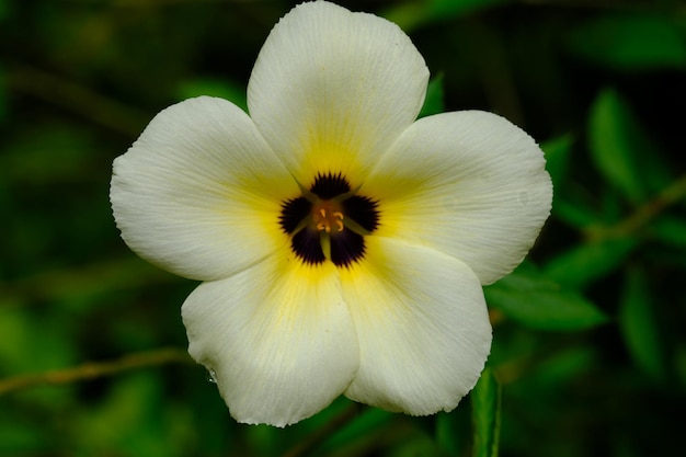 Turnera subulata é uma espécie de planta com flores que pertence ao gênero das flores das oito horas.