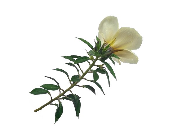 Turnera ulmifolia Blume isoliert auf weißem Hintergrund