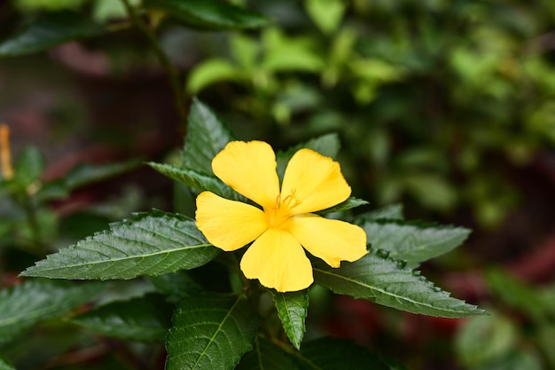 Turnera ulmifolia im Garten