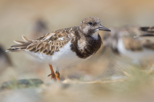 Turnstone Arenaria interpres entre borrões