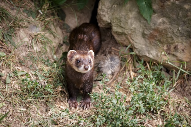 Turón europeo Mustela putorius emergiendo de su guarida