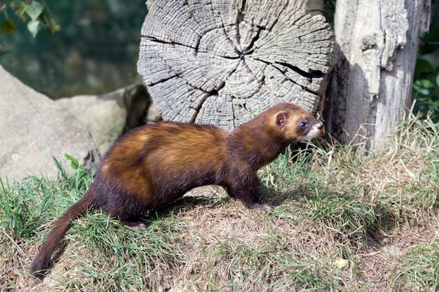 Turón europeo (Mustela putorius)