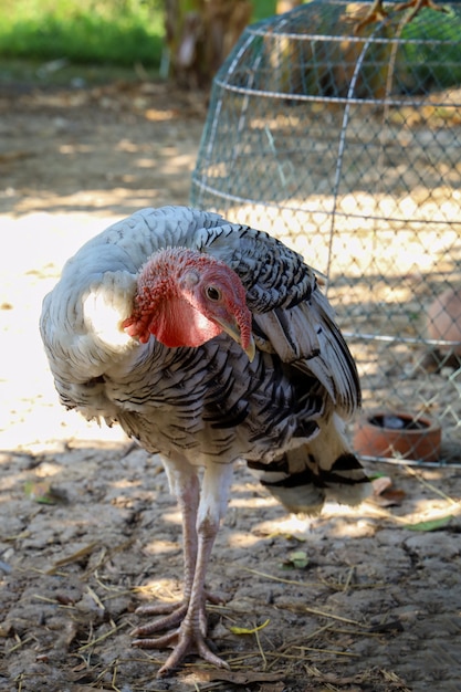 Turquia branca no jardim de banana na tailândia