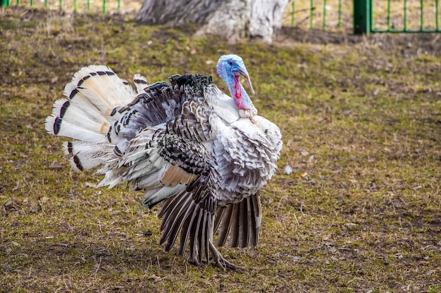 Turquia com asas dissolvidas no quintal da fazenda