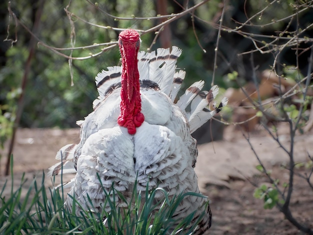 Turquia em uma fazenda tradicional