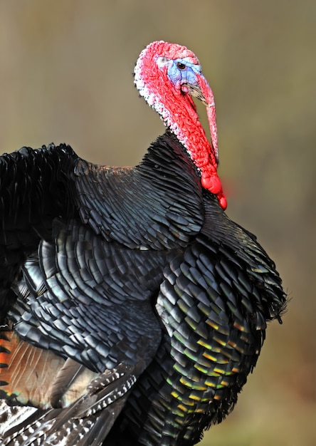 Turquía en la granja en su hábitat natural.