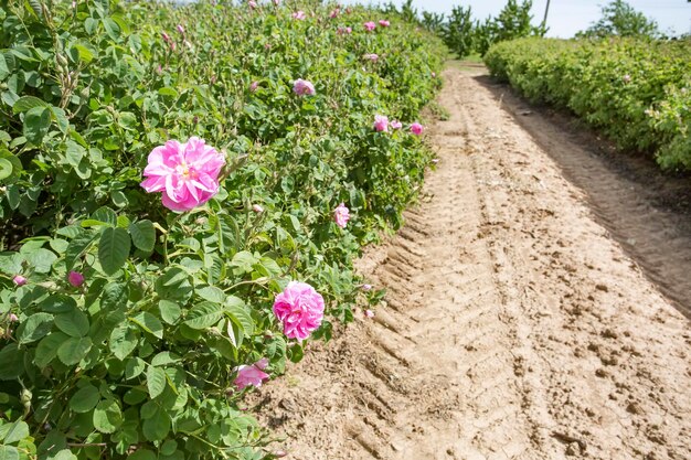 Turquia Isparta aumentou a agricultura de campo. Natureza de rosas cor de rosa.