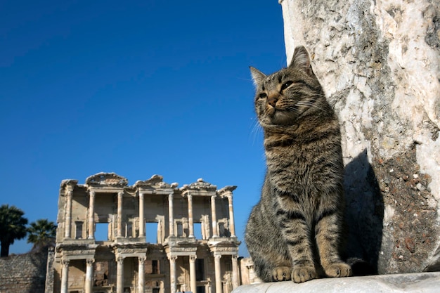 Turquía Izmir Éfeso ciudad antigua y gato