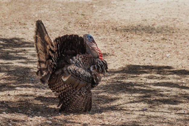 Turquia no Prado no México