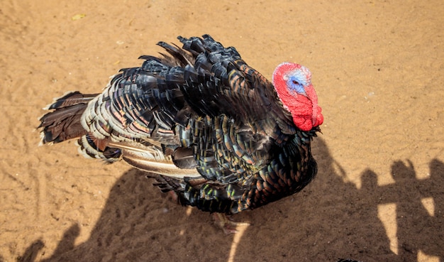 Turquia no zoológico. Aves domésticas. Gado. Animal em cativeiro.