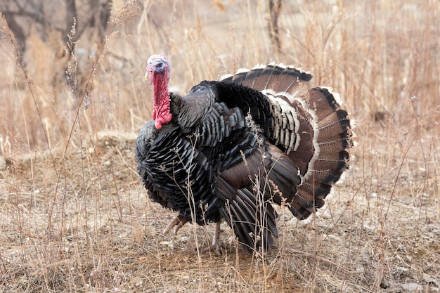 Turquía plumas negras y cabeza roja en el campo