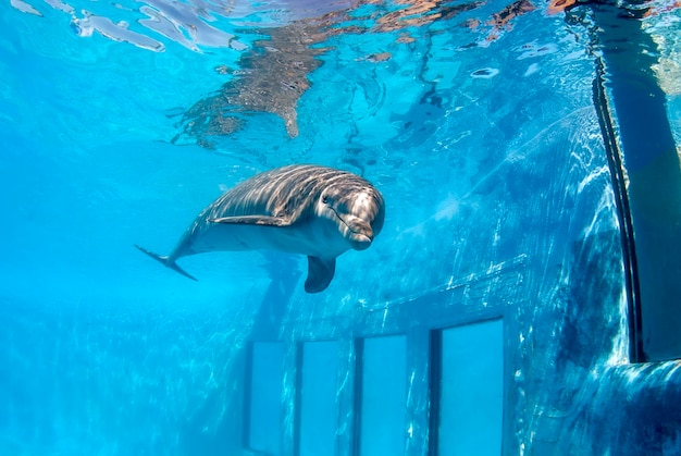 Tursiops truncatus buceando en una piscina