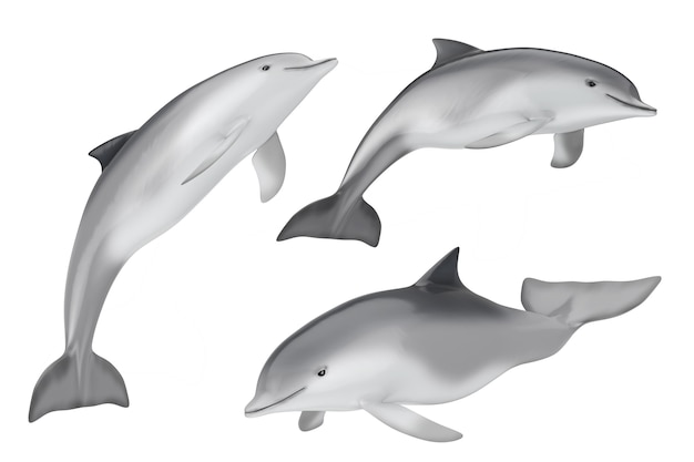 Tursiops Truncatus oceano ou golfinho-roaz em um fundo branco. Renderização 3D