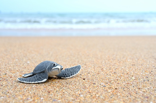 Turtle Bälle am Strand