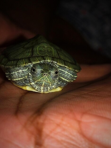 Foto turturi el bebé tortuga