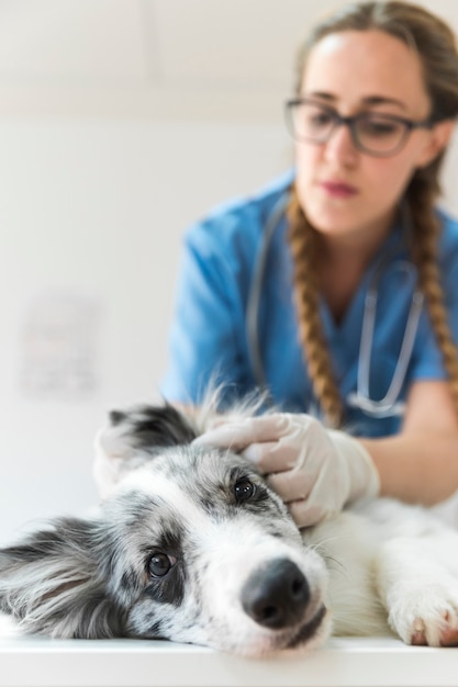 Foto turva veterinário feminino examinando a orelha do cão