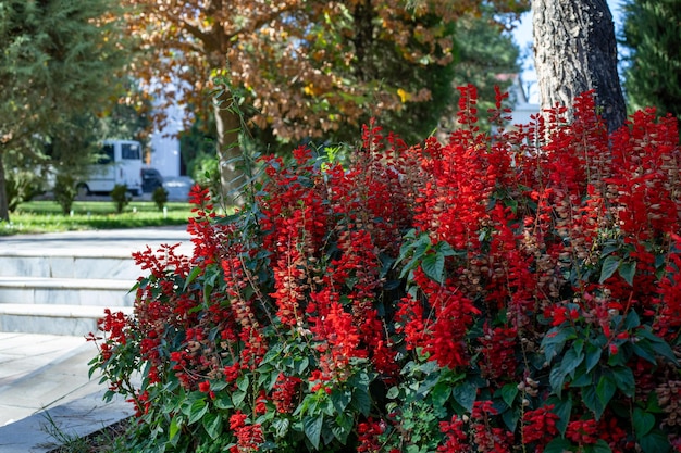 tus hermosas flores rojas en los edificios del gobierno