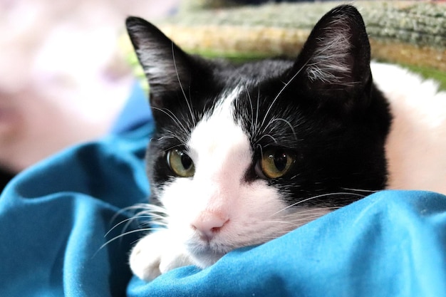 Tuxedo gato acostado y adorable mirada