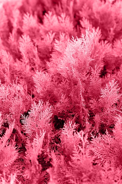 Tuya este es un árbol conífero ramas de cipreses jóvenes y hojas de la variedad thuja aurea nana orientalis planta decorativa en un jardín natural tonificado en el color de tendencia viva magenta del año 2023