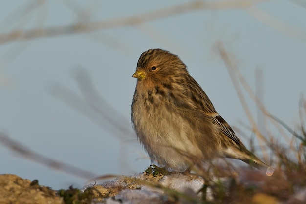 Twite Linaria flavirostris