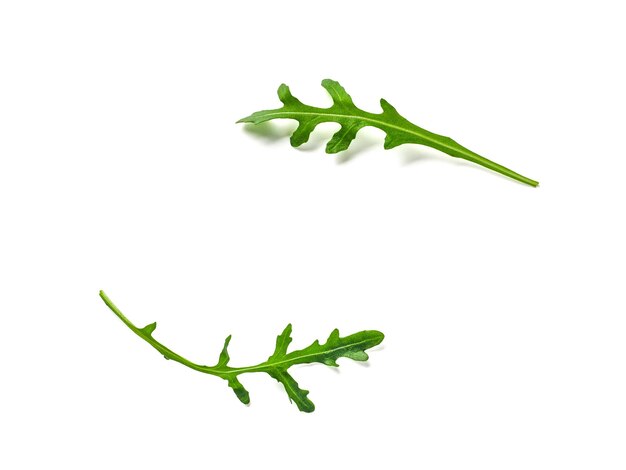 Foto two arugula or rucola leaves with copy space