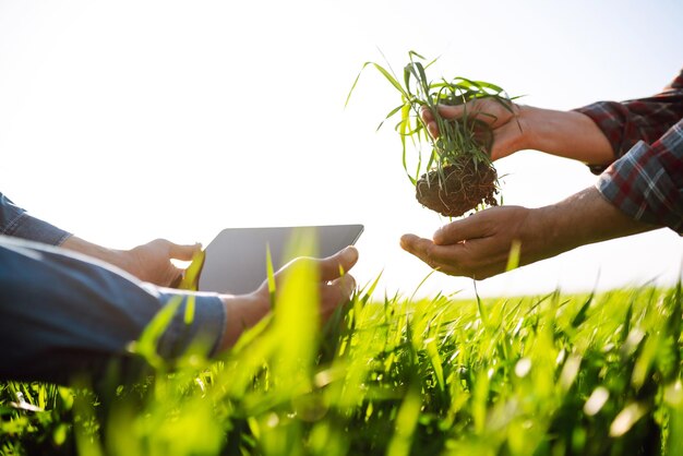 Two Farmers utiliza una aplicación especializada en una tableta digital para controlar el trigo Agricultura, concepto de ecología