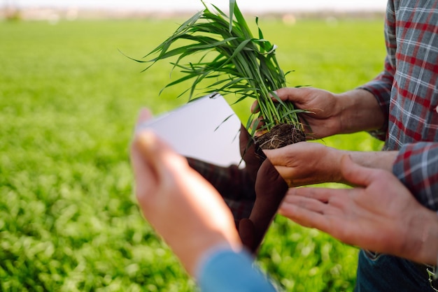 Two Farmers verwendet eine spezialisierte App auf einem digitalen Tablet zur Überprüfung von Weizen Landwirtschaft, Ökologiekonzept