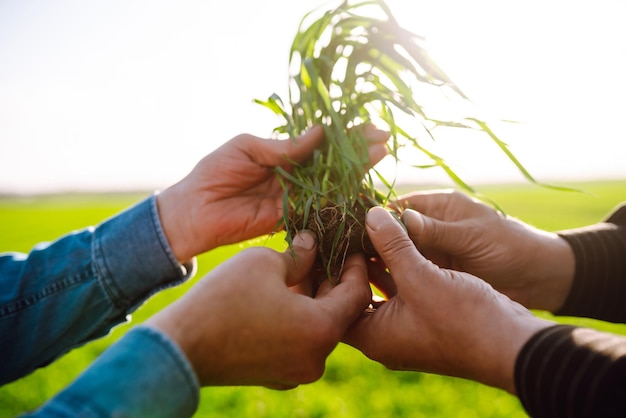 Two Farmers verwendet eine spezialisierte App auf einem digitalen Tablet zur Überprüfung von Weizen Landwirtschaft, Ökologiekonzept