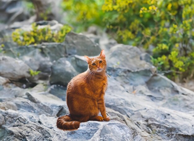 Two's Company Eine Geschichte über Katzenfreundschaft