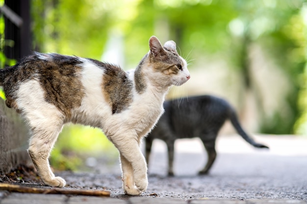 Twp gatos rayados grises y blancos caminando por la calle al aire libre en verano