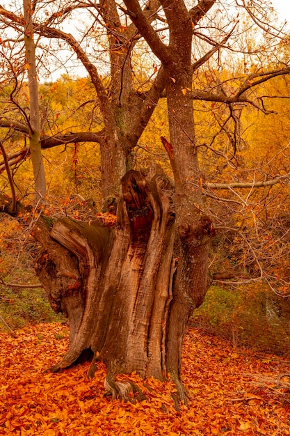 Typisch herbstliche Landschaft in den andalusischen Feldern