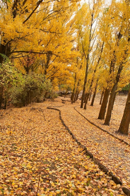 Typisch herbstliche Landschaft in den andalusischen Feldern