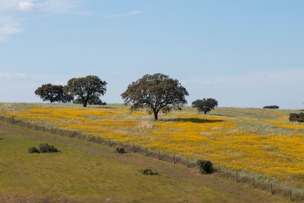 Foto typische ansicht der frühlingslandschaft in alentejo mit gelben gänseblümchen und steineichen.