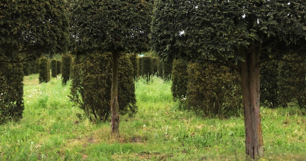 Typische holländische Natur an einem Frühlingstag