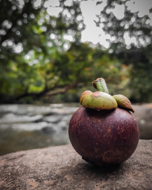 typische kolumbianische Frucht