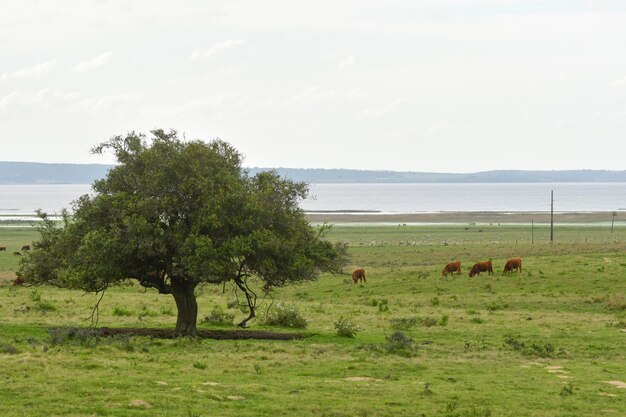 Typische Landschaft durch die uruguayische Prärie