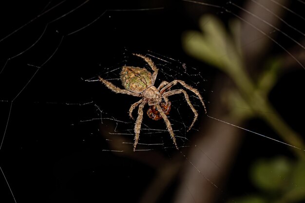 Typische Orbweaver-Spinne