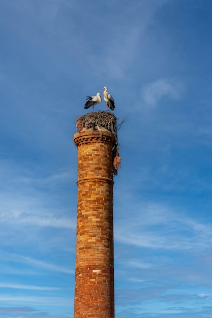 Typische Weißstorchstörche auf Schornstein