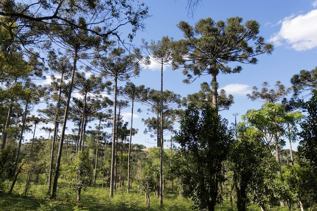 Typischer Baum aus Südbrasilien. Er wächst an hohen und kalten Orten. Mit dem wissenschaftlichen Namen Araucaria angustifolia. Foto aufgenommen in Rio Azul Parana, BrasilienxDxA