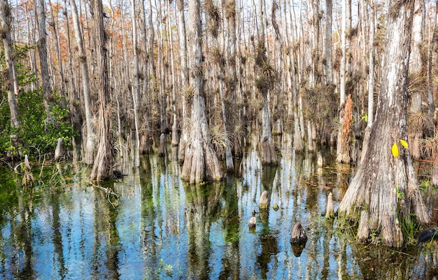 Typischer Zypressenwald im Everglades-Nationalpark, Florida