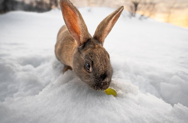 Typisches dunkelbraunes Kaninchen aus Island, das eine Traube isst, während der Boden vollständig mit Schnee bedeckt ist