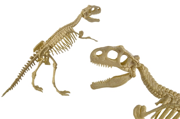 Tyrannosaurus Rex Dinosaurier Skelett aus Plastik isoliert auf weißem Hintergrund